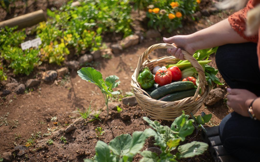 O biodigestor urbano produz adubo orgânico para a sua horta.